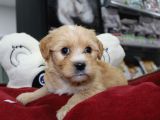Kahverengi̇ Kali̇teli̇ Malti̇poo Yavrular