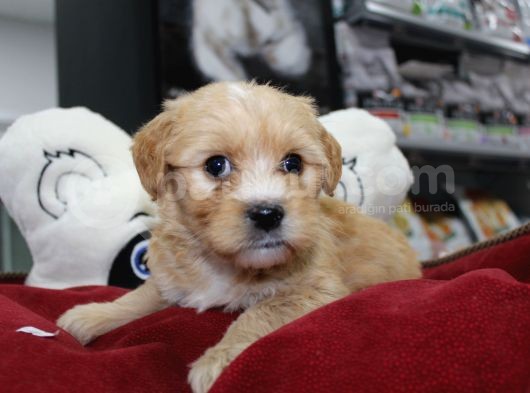Kahverengi̇ Kali̇teli̇ Malti̇poo Yavrular