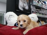 Kahverengi̇ Kali̇teli̇ Malti̇poo Yavrular