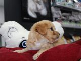 Kahverengi̇ Kali̇teli̇ Malti̇poo Yavrular