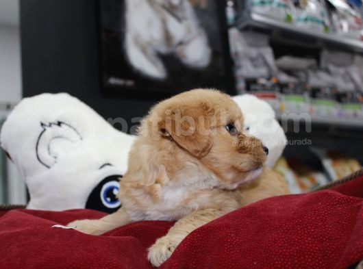 Kahverengi̇ Kali̇teli̇ Malti̇poo Yavrular görsel
