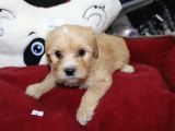 Kahverengi̇ Kali̇teli̇ Malti̇poo Yavrular