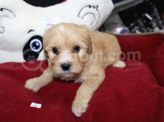 Kahverengi̇ Kali̇teli̇ Malti̇poo Yavrular görsel