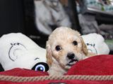 Kahverengi̇ Kali̇teli̇ Malti̇poo Yavrular