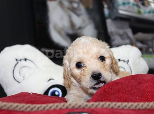 Kahverengi̇ Kali̇teli̇ Malti̇poo Yavrular görsel