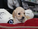 Kahverengi̇ Kali̇teli̇ Malti̇poo Yavrular