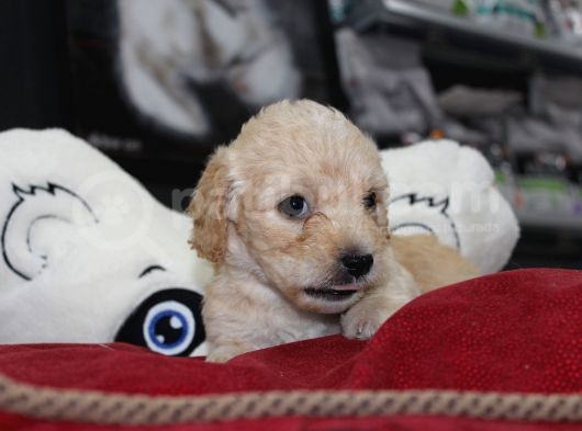 Kahverengi̇ Kali̇teli̇ Malti̇poo Yavrular görsel