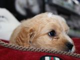 Kahverengi̇ Kali̇teli̇ Malti̇poo Yavrular