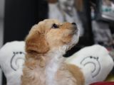 Kahverengi̇ Kali̇teli̇ Malti̇poo Yavrular
