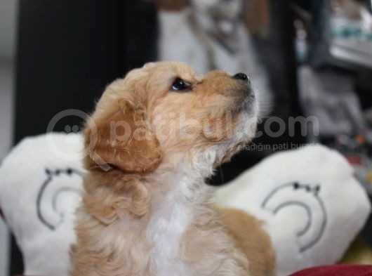 Kahverengi̇ Kali̇teli̇ Malti̇poo Yavrular görsel