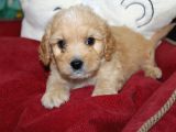 Kahverengi̇ Kali̇teli̇ Malti̇poo Yavrular