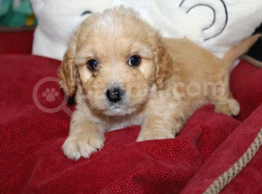 Kahverengi̇ Kali̇teli̇ Malti̇poo Yavrular görsel