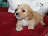 Kahverengi̇ Kali̇teli̇ Malti̇poo Yavrular