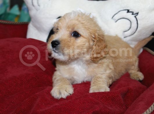 Kahverengi̇ Kali̇teli̇ Malti̇poo Yavrular görsel