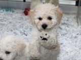 Karbeyaz Kali̇teli̇ Malti̇poo Yavrular