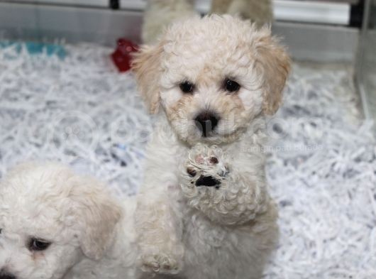 Karbeyaz Kali̇teli̇ Malti̇poo Yavrular