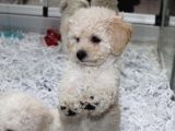 Karbeyaz Kali̇teli̇ Malti̇poo Yavrular