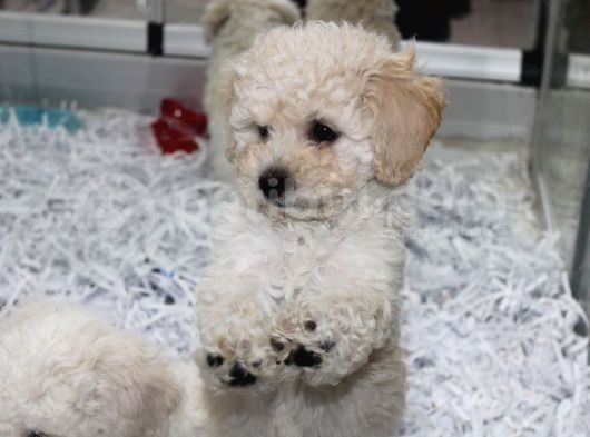 Karbeyaz Kali̇teli̇ Malti̇poo Yavrular görsel