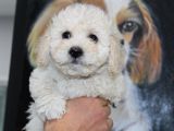 Karbeyaz Kali̇teli̇ Malti̇poo Yavrular