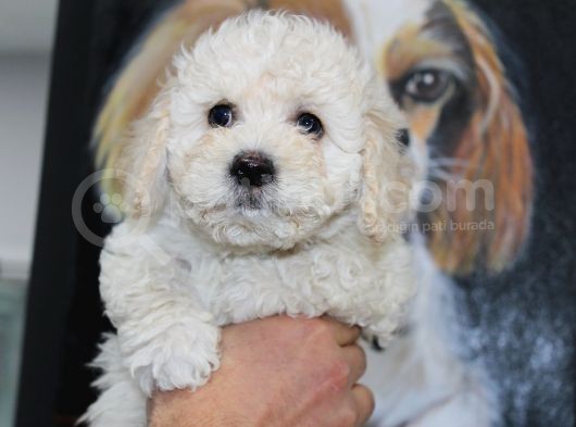 Karbeyaz Kali̇teli̇ Malti̇poo Yavrular görsel