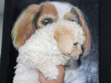 Karbeyaz Kali̇teli̇ Malti̇poo Yavrular