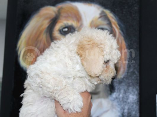 Karbeyaz Kali̇teli̇ Malti̇poo Yavrular görsel