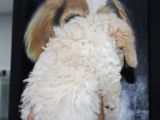 Karbeyaz Kali̇teli̇ Malti̇poo Yavrular