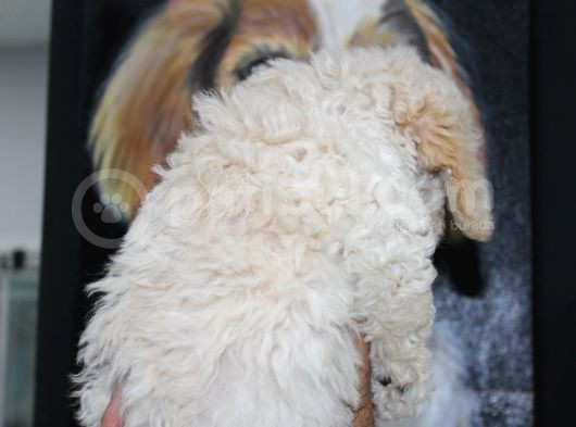 Karbeyaz Kali̇teli̇ Malti̇poo Yavrular görsel