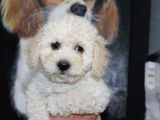 Karbeyaz Kali̇teli̇ Malti̇poo Yavrular