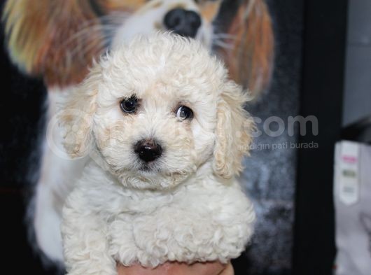 Karbeyaz Kali̇teli̇ Malti̇poo Yavrular görsel