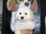 Karbeyaz Kali̇teli̇ Malti̇poo Yavrular