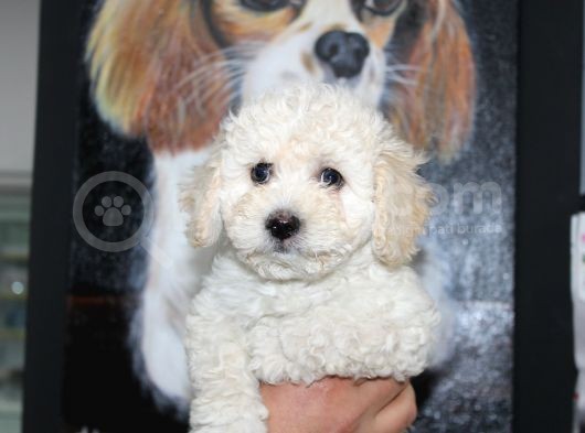 Karbeyaz Kali̇teli̇ Malti̇poo Yavrular görsel