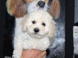Karbeyaz Kali̇teli̇ Malti̇poo Yavrular
