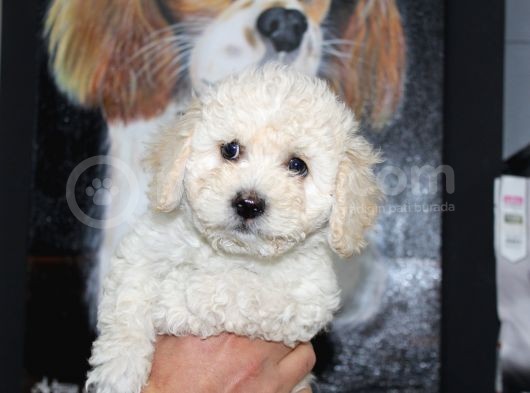 Karbeyaz Kali̇teli̇ Malti̇poo Yavrular görsel