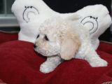 Karbeyaz Kali̇teli̇ Malti̇poo Yavrular