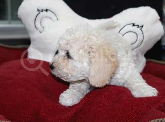 Karbeyaz Kali̇teli̇ Malti̇poo Yavrular görsel