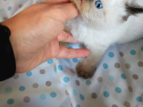 Bıktı Burunlu Safkan Exotic Shorthair Yavrumuz