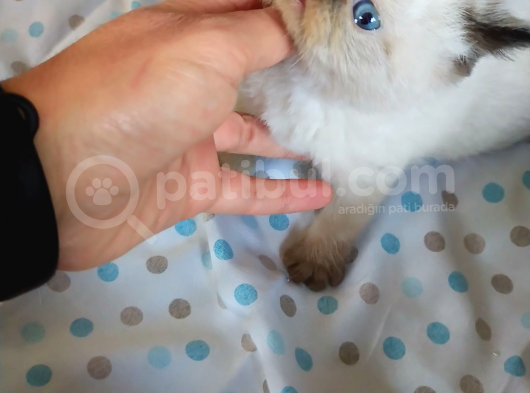 Bıktı Burunlu Safkan Exotic Shorthair Yavrumuz