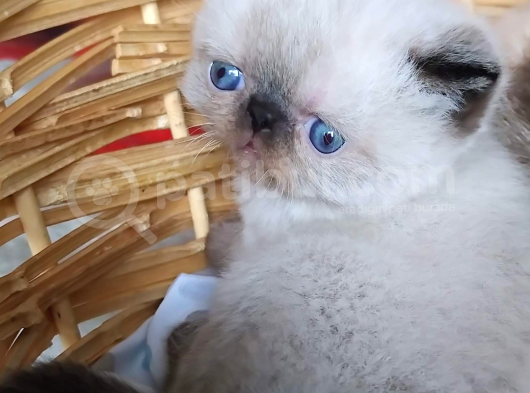 Bıktı Burunlu Safkan Exotic Shorthair Yavrumuz görsel