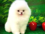 Eli̇t Pati̇ci̇klerden Ab Pasaportuna Sahip Teddy Face Pom
