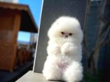 Eli̇t Pati̇ci̇klerden Ab Pasaportuna Sahip Teddy Face Pom