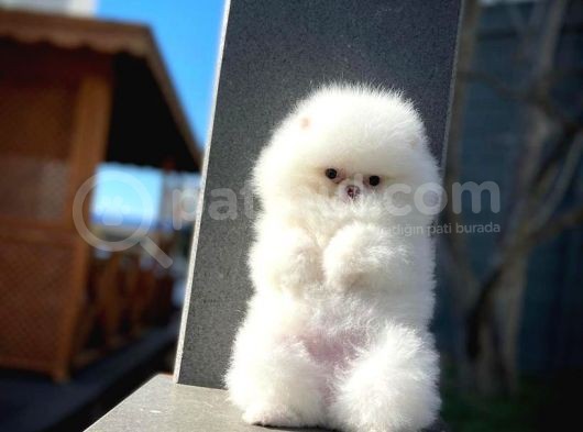 Eli̇t Pati̇ci̇klerden Ab Pasaportuna Sahip Teddy Face Pom görsel