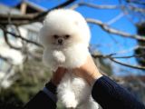 Eli̇t Pati̇ci̇klerden Ab Pasaportuna Sahip Teddy Face Pom
