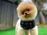 Eli̇t Pati̇ci̇klerden Secereli Pomeranian Yavruları