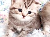 A Sınıfı Saf Kan Britishshorthair Açıklamayı Okuyunuz