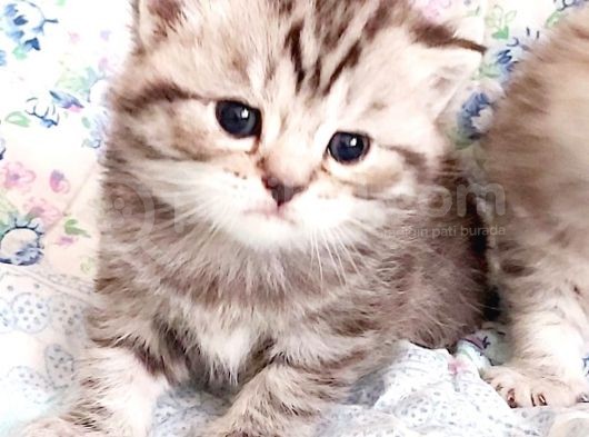 A Sınıfı Saf Kan Britishshorthair Açıklamayı Okuyunuz görsel