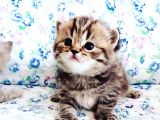 A Sınıfı Saf Kan Britishshorthair Açıklamayı Okuyunuz