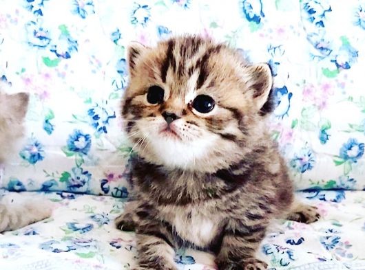 A Sınıfı Saf Kan Britishshorthair Açıklamayı Okuyunuz görsel