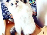 A Sınıfı Saf Kan Britishshorthair Açıklamayı Okuyunuz