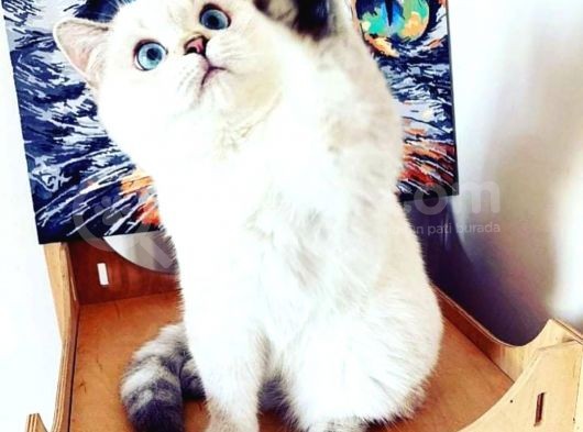 A Sınıfı Saf Kan Britishshorthair Açıklamayı Okuyunuz görsel